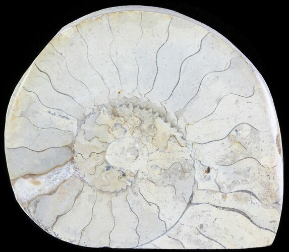 Cut and Polished Lower Jurassic Ammonite - England #62583